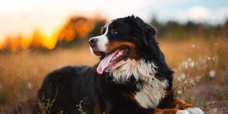 Berner Sennenhund: Lieber und treuer Freund für´s Leben