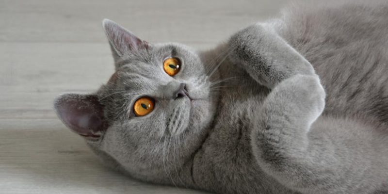 British Kurzhaar Katze: Charakter, Haltung & Pflege