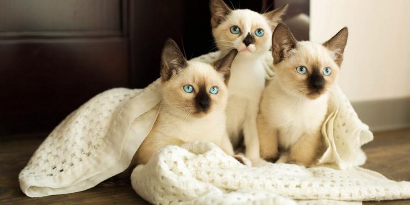 Burma Katze: Charakter, Haltung & Pflege