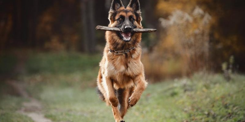 Deutscher Schäferhund – Intelligenter und fürsorglicher Aufpasser