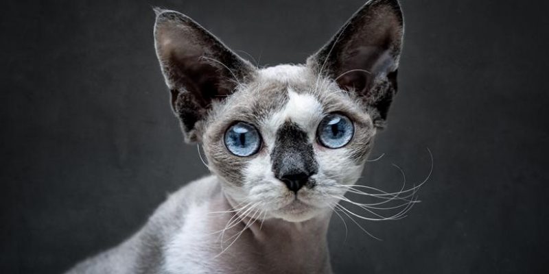 Devon Rex Katze: Charakter, Haltung & Pflege