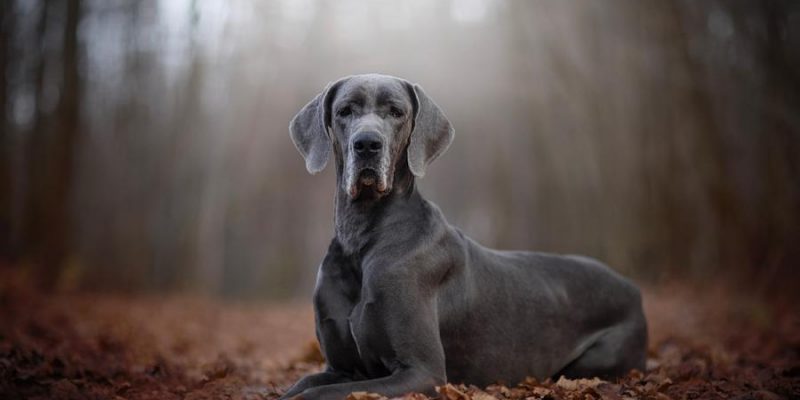 Deutsche Dogge – Imposanter Riese mit weichem Kern