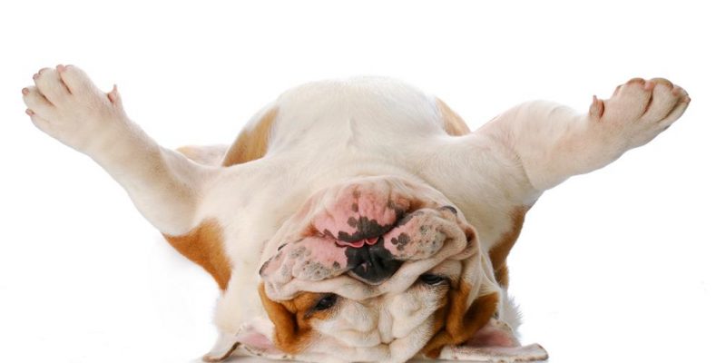Die Englische Bulldogge – Kleines Kraftpaket mit viel Sinn für Humor