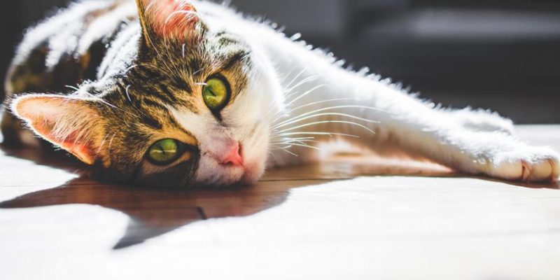 Europäisch Kurzhaar Katze: Charakter, Haltung & Pflege
