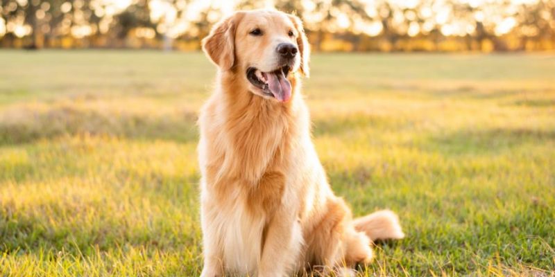 Golden Retriever – Der perfekte Familienfreund