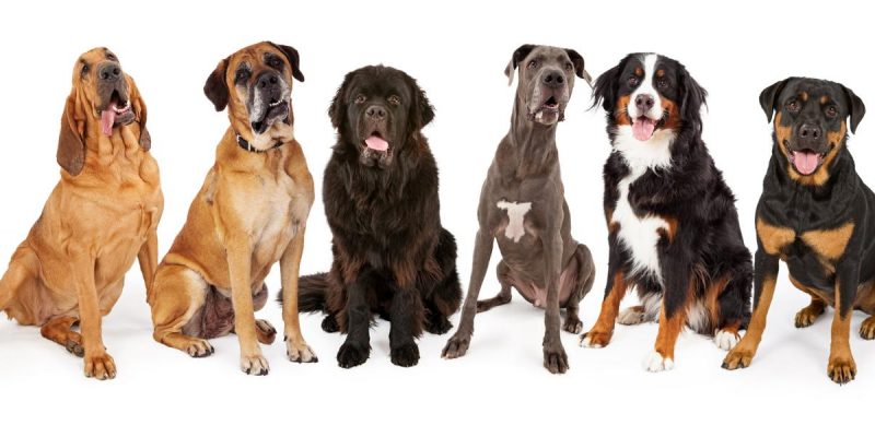 Große Hunde – Top 15 der großen Hunderassen