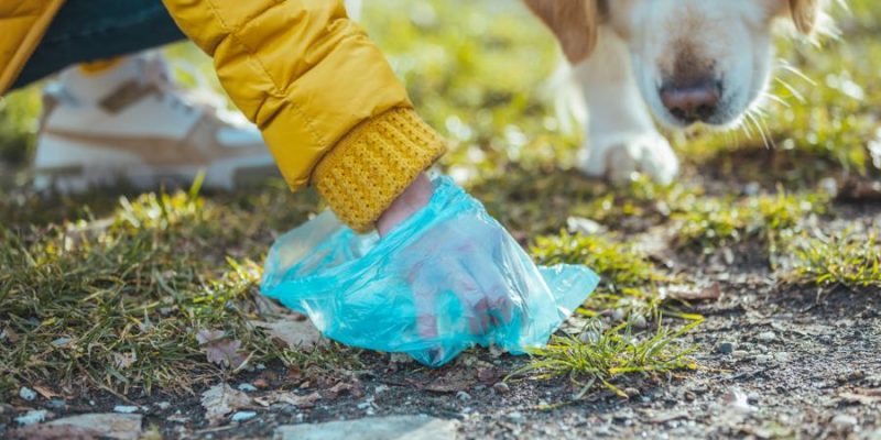 Hund frisst eigenen Kot – was tun?