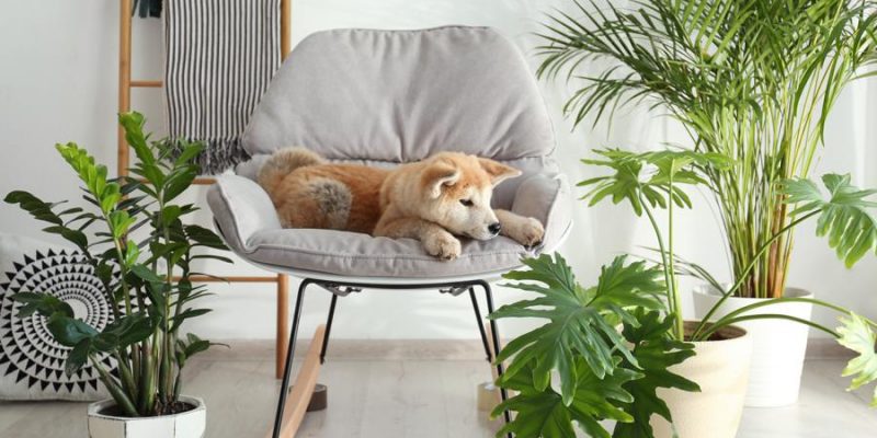 Giftige Pflanzen für Hunde & Welpen