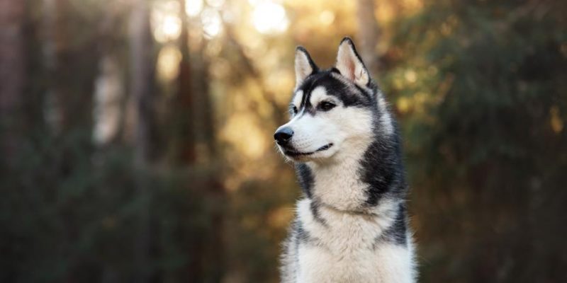 Husky – Beeindruckend, stark und unabhängig