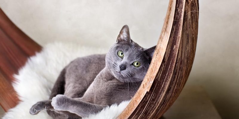 Kartäuser Katze: Charakter, Haltung & Pflege