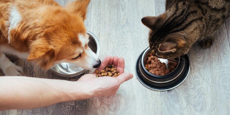 Katze isst Hundefutter – ist das schädlich?