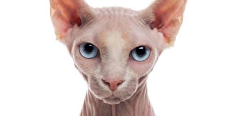 Kohona Katze: Steckbrief, Verhalten & Pflege
