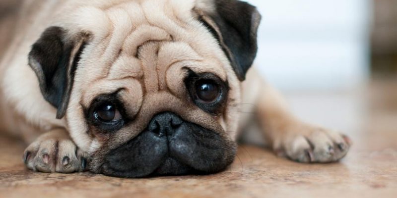 Der Mops – Gemütliches Kraftpaket mit viel Familiensinn