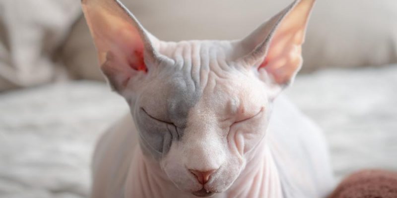 Katzen ohne Haare – 6 Nacktkatzen im Überblick