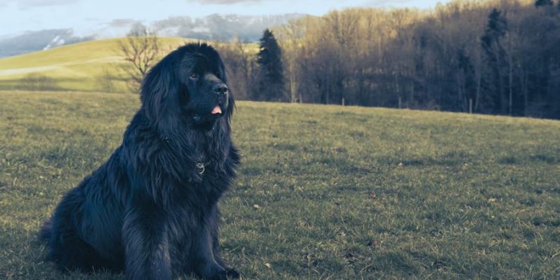 Neufundländer – Ein echter Kuschelbär mit ruhigem Gemüt