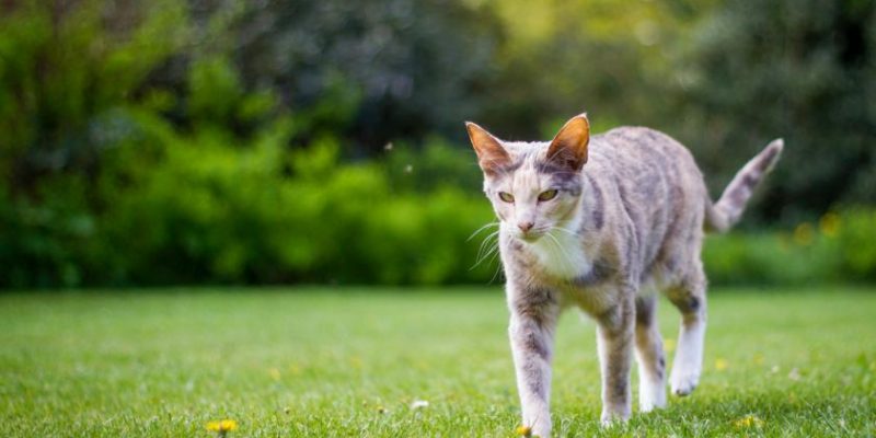 Orientalische Kurzhaarkatze: Haltung & Pflege