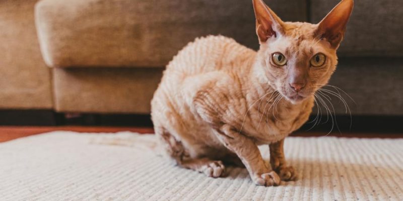 Peterbald Katze: Steckbrief, Verhalten & Pflege