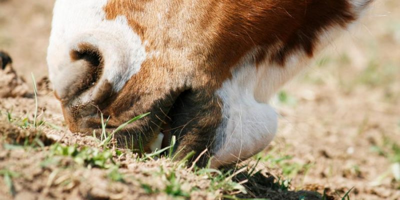 Pferd frisst Erde & Sand – was tun?