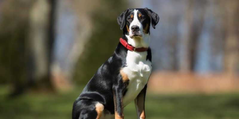 Schweizer Sennenhund – Großer Brummbär mit treuer Seele