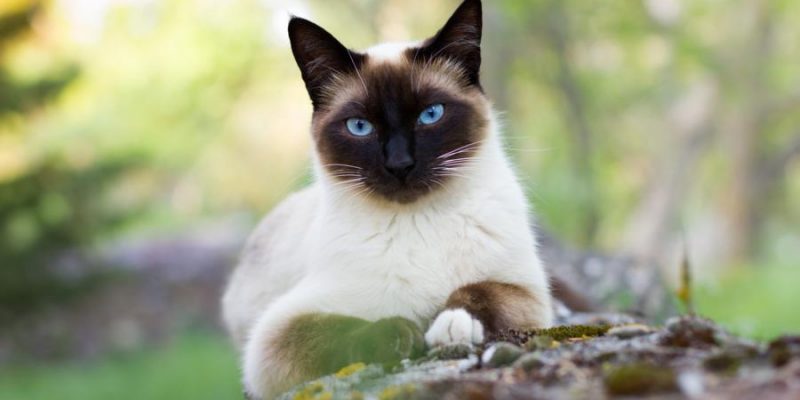 Siamkatze: Charakter, Haltung & Pflege