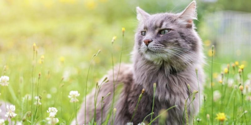 Sibirische Katze: Haltung & Pflege