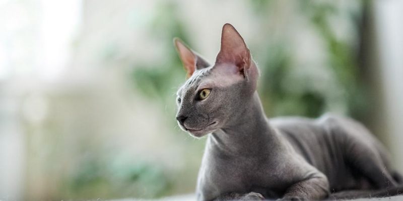 Die Sphynx-Katze: Haltung & Pflege