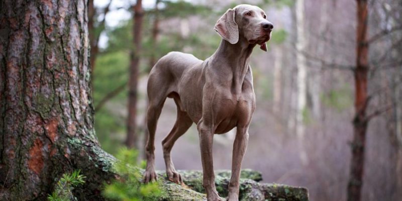 Weimaraner: Intelligenter Jäger mit viel Familiensinn
