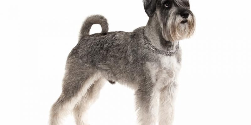 Der Zwergschnauzer – Loyaler Beschützer der ganzen Familie