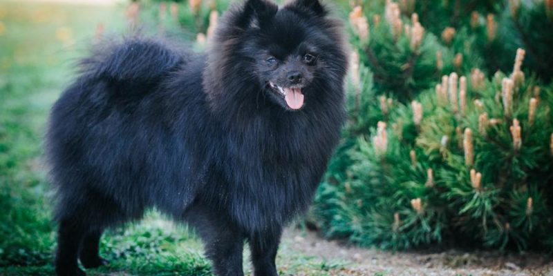 Der Zwergspitz – Kleiner Wachhund ganz groß!