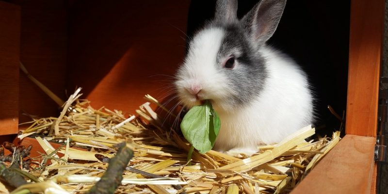 Dürfen Kaninchen Paprika essen?