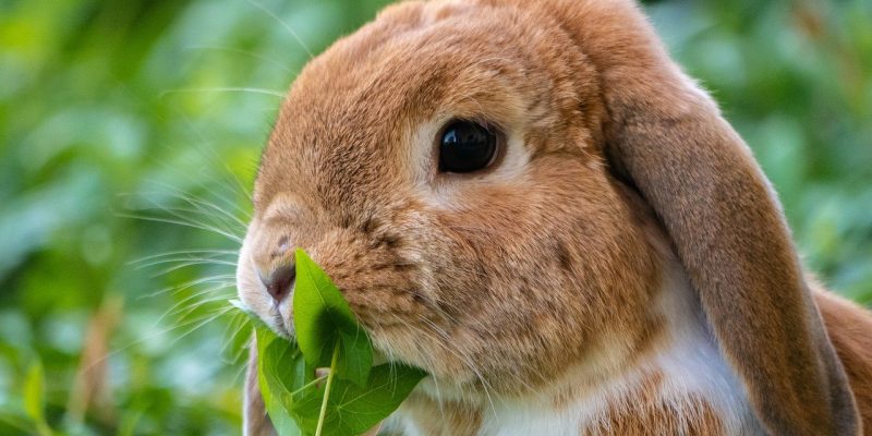 Dürfen Kaninchen Sellerie essen?