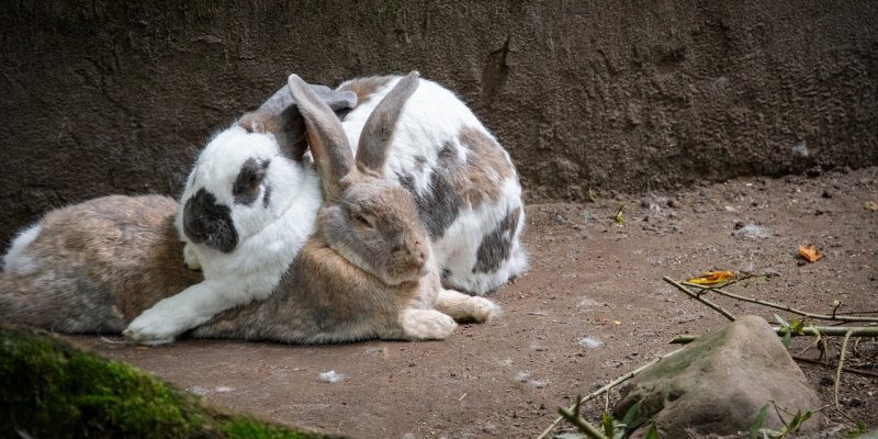Wie erkenne ich glückliche Kaninchen?