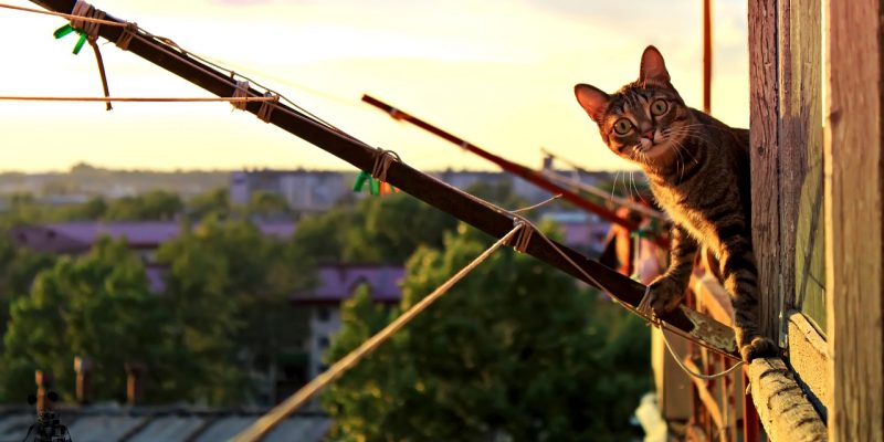 Balkon katzensicher machen – so einfach geht’s