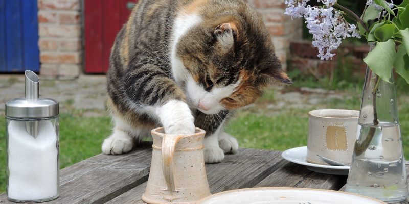 Dürfen Katzen Sahne essen?