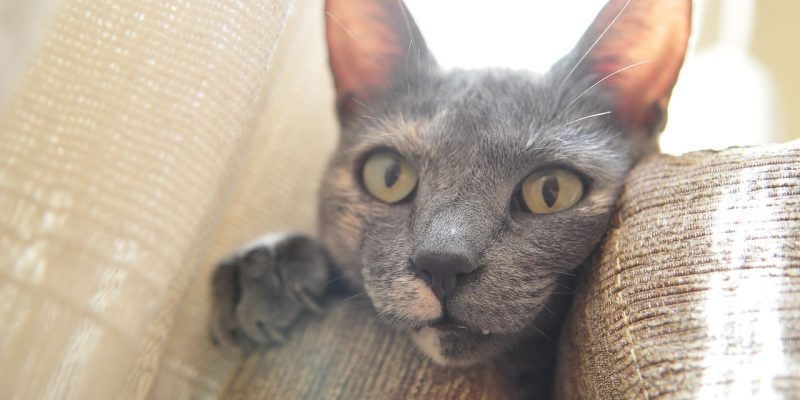 Katze kratzt am Sofa – was tun?