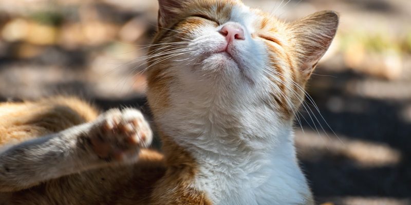 Katze kratzt sich am Ohr – Was tun?