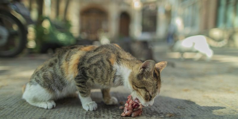 Dürfen Katzen rohes Fleisch essen?