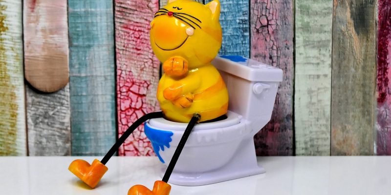 Katze stubenrein bekommen