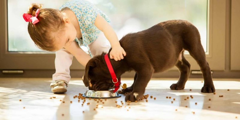 Hund & Kleinkind – Das ist zu beachten