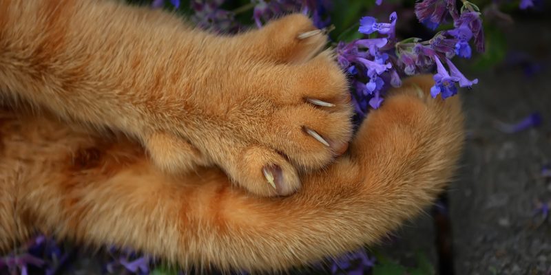 Krallen bei Katzen schneiden – so einfach geht’s