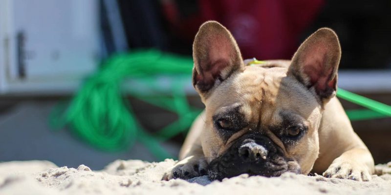 Kühlmatte für Hunde – Top 3 Kühlmatten im Vergleich