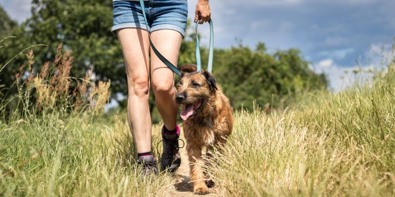 Leinentraining für Hunde – zwei Beispiele