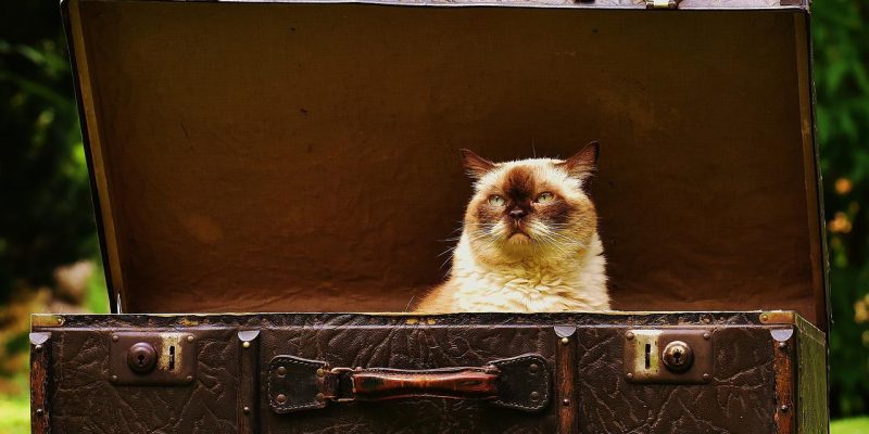 Outdoor Katzenhaus – Top 3 Katzenhäuser für draußen