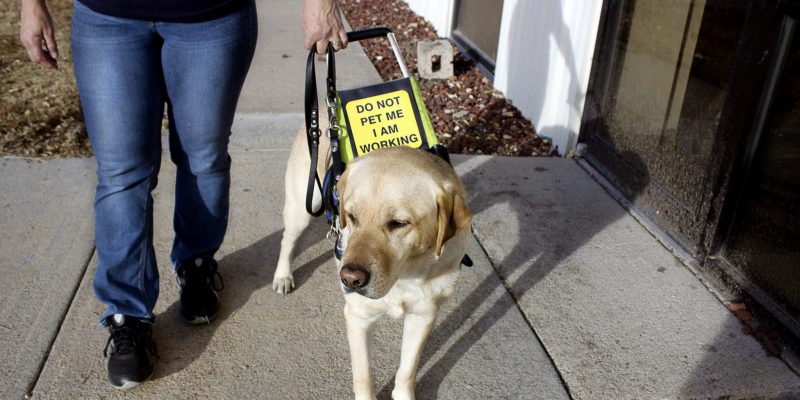 Ein Hund als Begleiter im Job