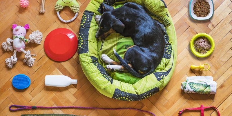 Diese Dinge erleichtern Hundehaltern den Alltag