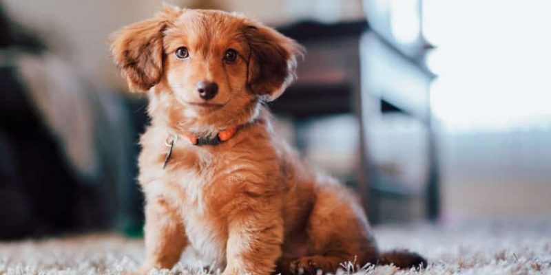 Was kostet ein Hund?