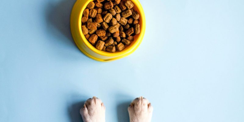 Das richtige Tierfutter – Tierliebe geht durch den Magen