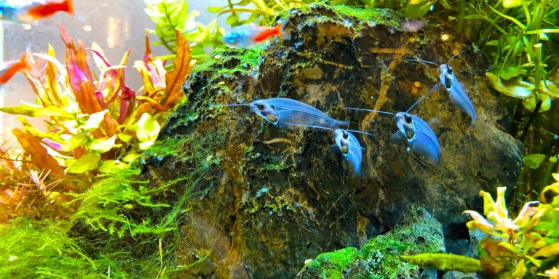 Der Zwergkugelfisch – auch für Aquaristen geeignet!