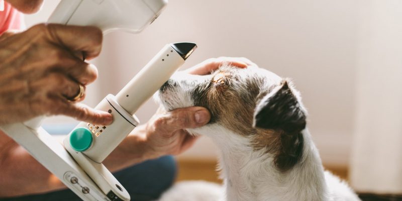 Nestle und Mars kaufen Tierarztpraxen – Kritik wird lauter