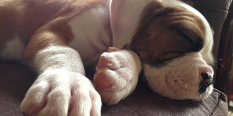 Faltenexzeme (Intertrigo) beim Hund